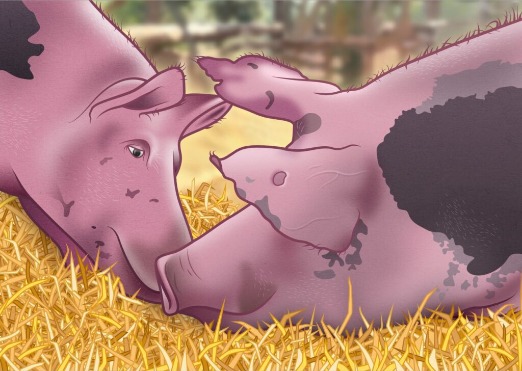 Digital gemaltes Bild: Zwei Schweine liegen glücklich im Stroh.