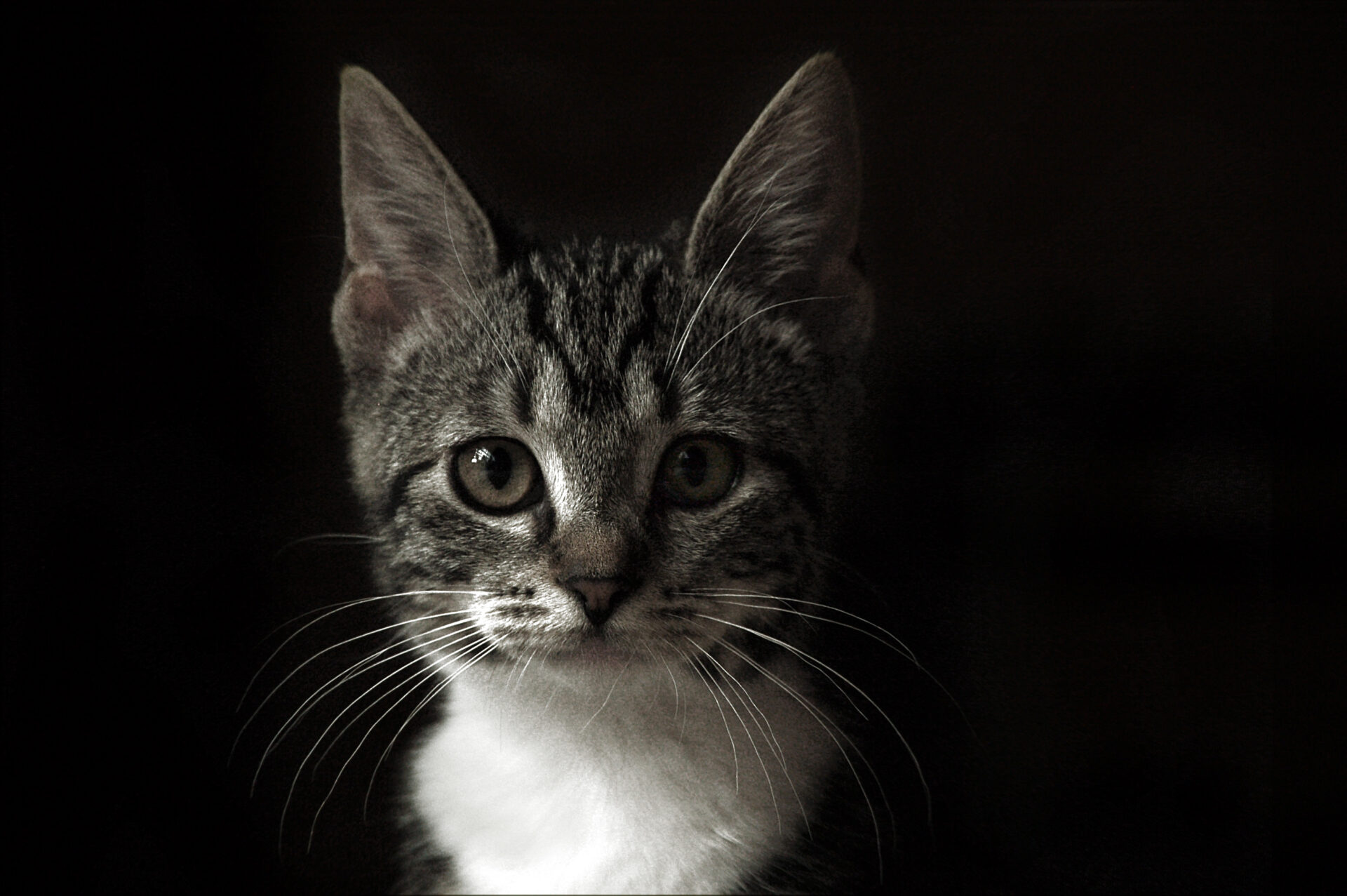 Schwarz/Weiß-Portrait einer Katze