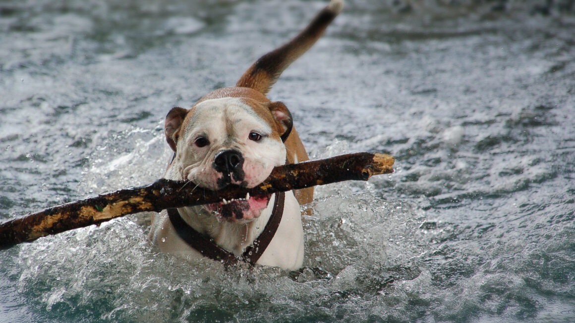 ein Hund mit einem Stock im Wasser