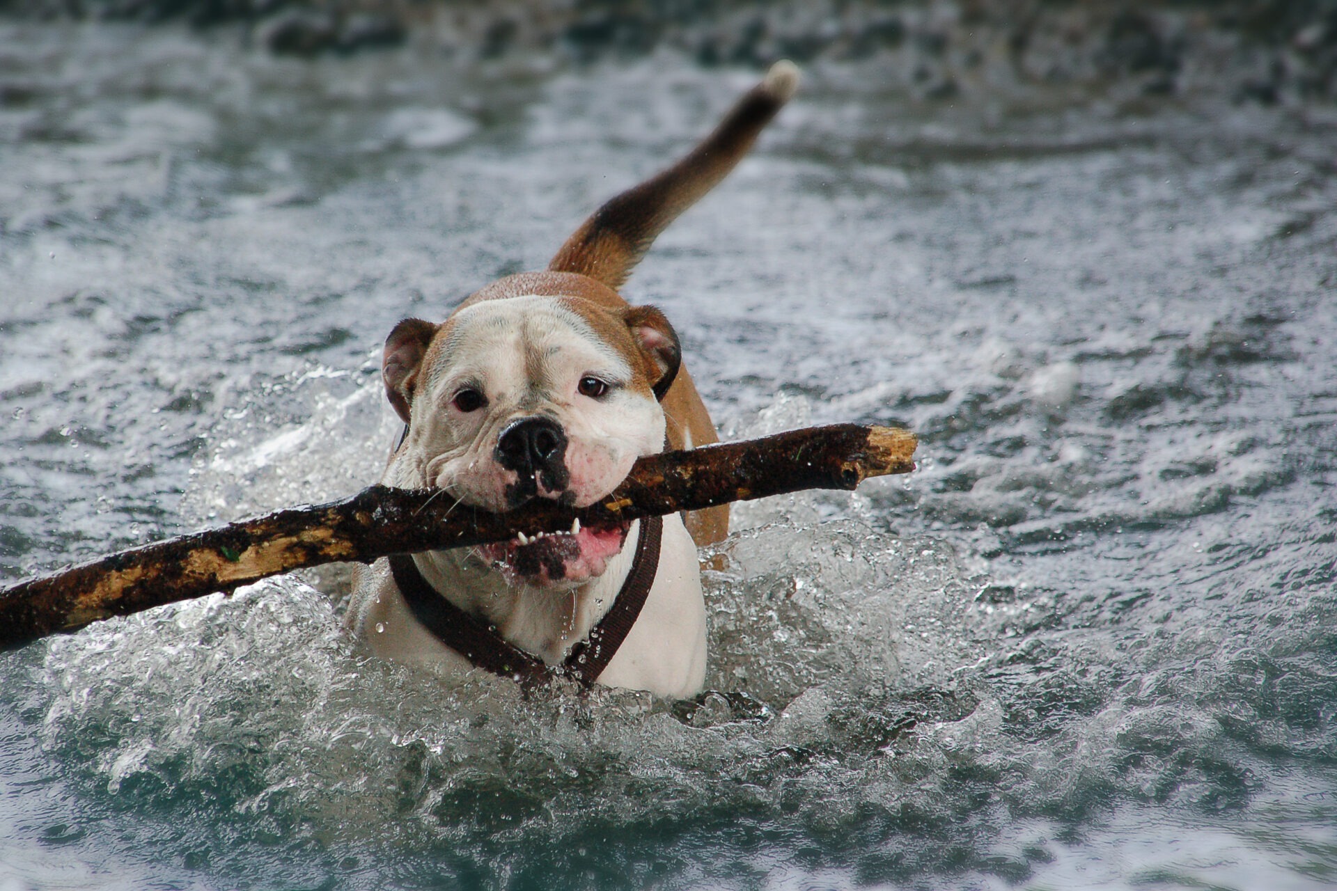 ein Hund mit einem Stock im Wasser