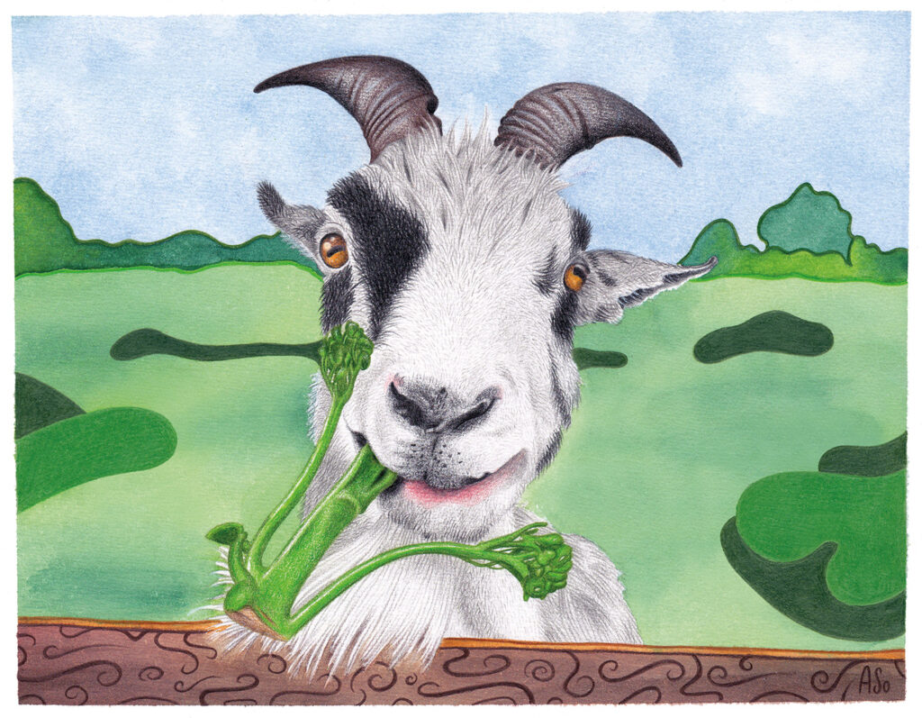 Portrait einer Ziege am Zaun, die ein Stück Brokkoli isst.