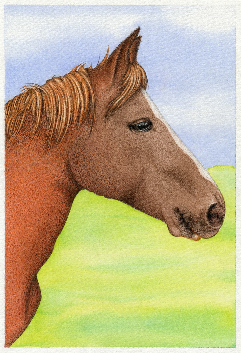 Eine Aquarell- und Bleistiftzeichnung eines Pferdes